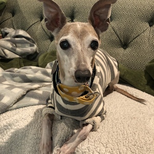 Fundraising Page: Kathy  Koskinas